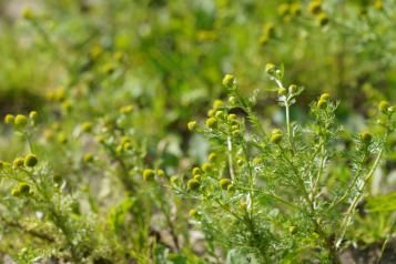 La Matricaire | Roundup | La Pause Jardin