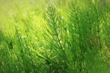 La Prêle | Roundup | La Pause Jardin