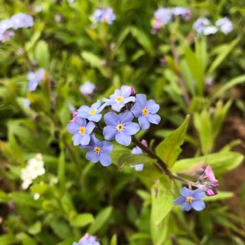 La véronique | Roundup | La Pause Jardin