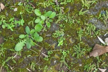 Entretenir et nettoyer son jardin au printemps