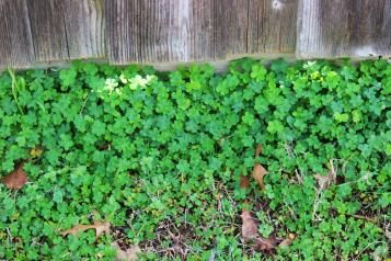 Comment éliminer le trèfle dans le jardin ?
