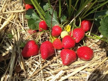PAILLAGE FRUIT