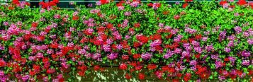 Image for Geranium