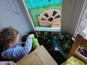 Small child watering seedlings on a windowsill