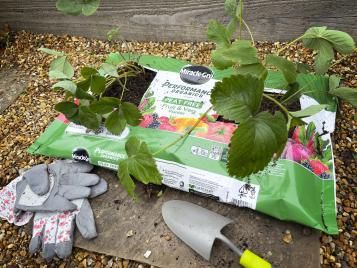 Miracle Gro Peat Free Planter with two Strawberries