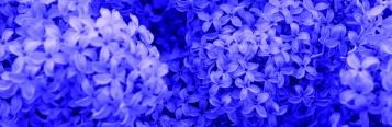 Image for Lilac (Syringa)