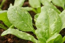 salada