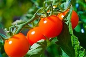 Tomates