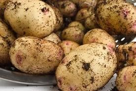 Legumes raiz plantar