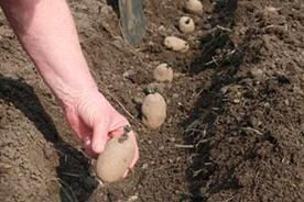 Legumes raiz plantar