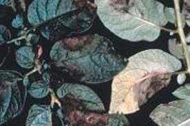 Legumes raiz problemas