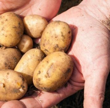 Legumes raiz plantar
