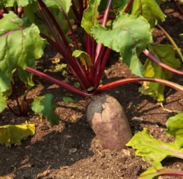 Legumes raiz problemas