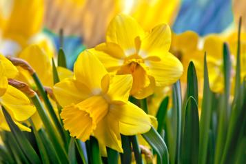  narciso