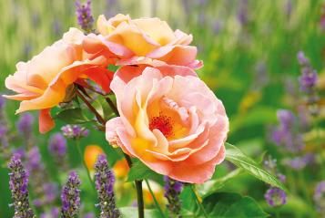 Rosier nourrir 1
