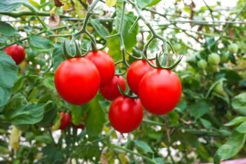 Tomates