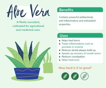 Plants with benefits - Aloe Vera