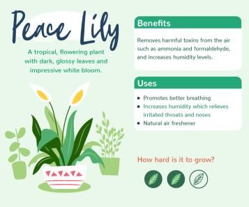 Plants with benefits - Peace Lily