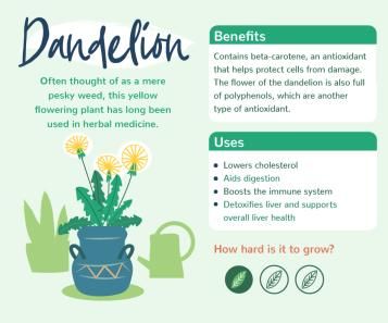 Plants with benefits - Dandelion
