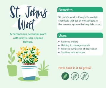 Plants with benefits - St John's Wort