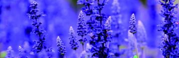 Image for Salvia
