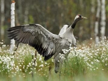 Common Crane