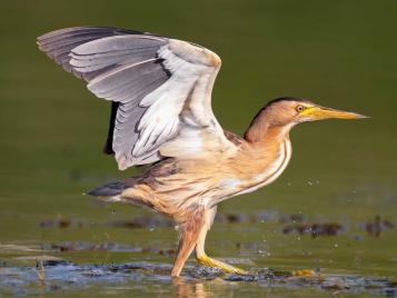 Little Bittern | Evergreen Garden Care