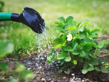 Liquid feeding a strawberry bush