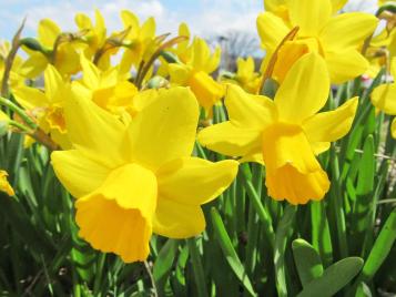 Daffodills growing in late winter/early spring