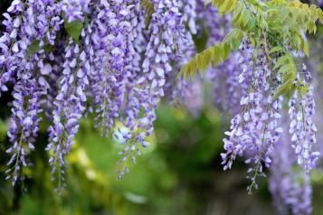 Uprawa wisterii