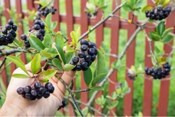 Aronia w ogrodzie