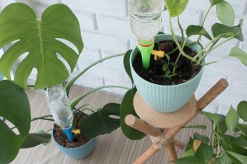 Comment UTILISER les Globes d'Arrosage pour Plantes ? (5 Astuces