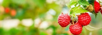 fruit
