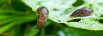 Controlling Garden Pests