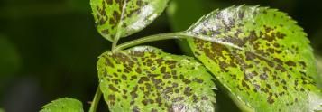 plant diseases
