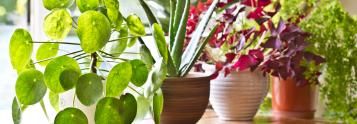 plant feeding