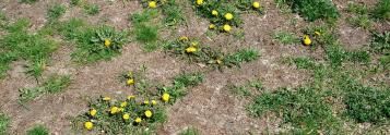 lawn repair and seeding