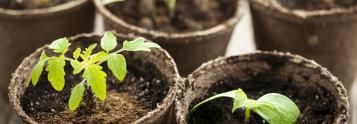 seeds and cuttings