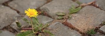 weed control