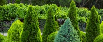 Conseils et inspiration sur les arbres et conifères