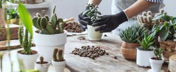 Jardiner à la maison, entretenir et planter des plantes d'intérieur