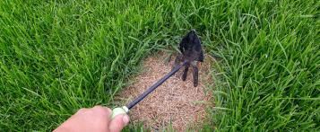 Trucs et conseils pour restaurer votre pelouse