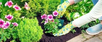 Planten in de tuin
