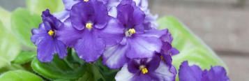 Image for African Violet 