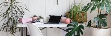 The 7 Best Air Purifying Plant For Your Home Or Office