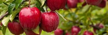 Image for Apple