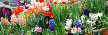 Flowering Bulb Garden Design