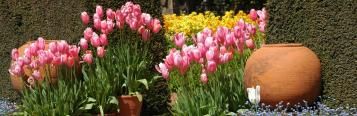 Bulb Planting Guide