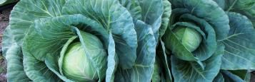 Image for Cabbage