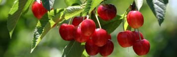 Image for Cherries